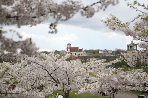 sakura